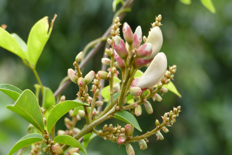 密花豆植株花序图