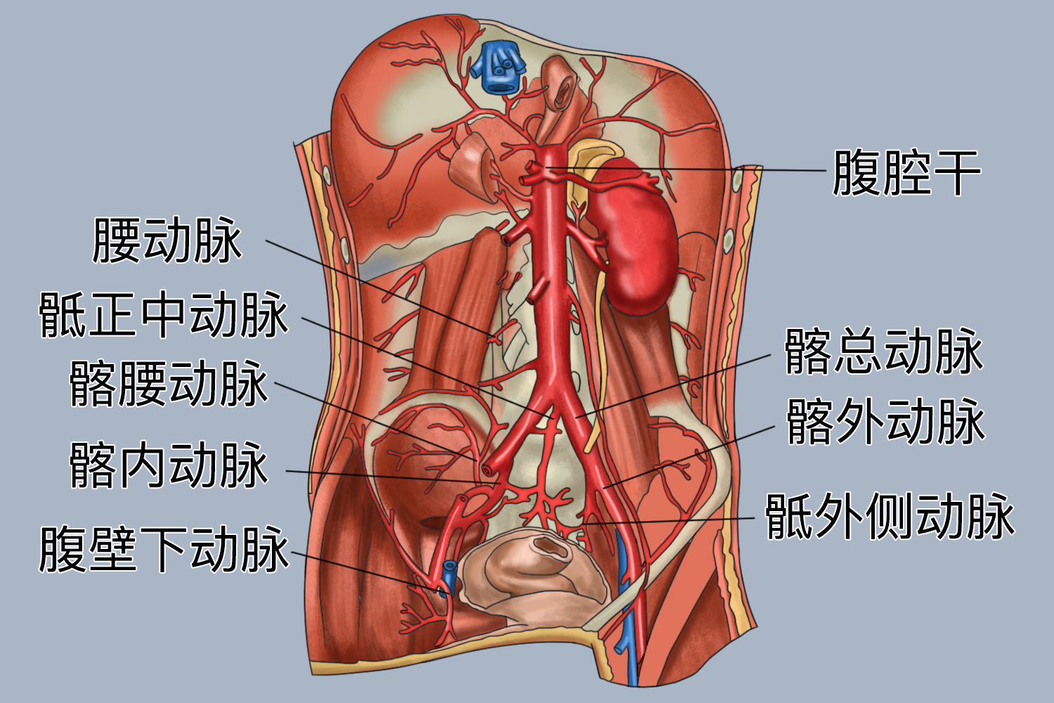 腹主动脉位置图