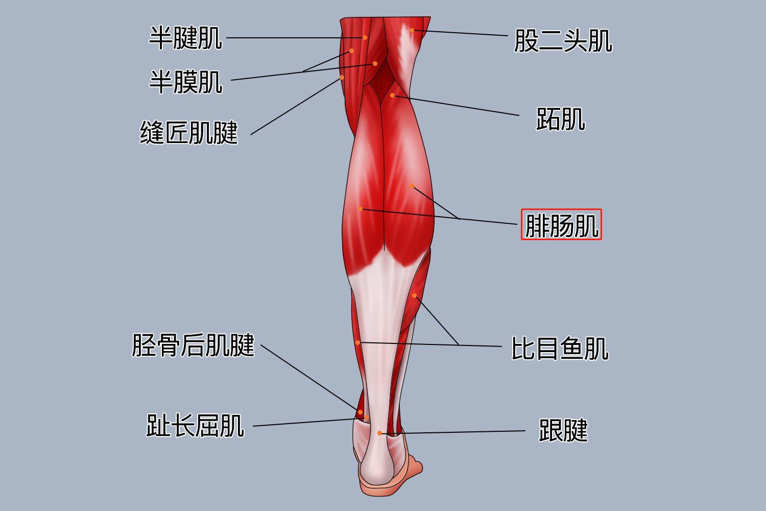 腓肠肌位置及形态图