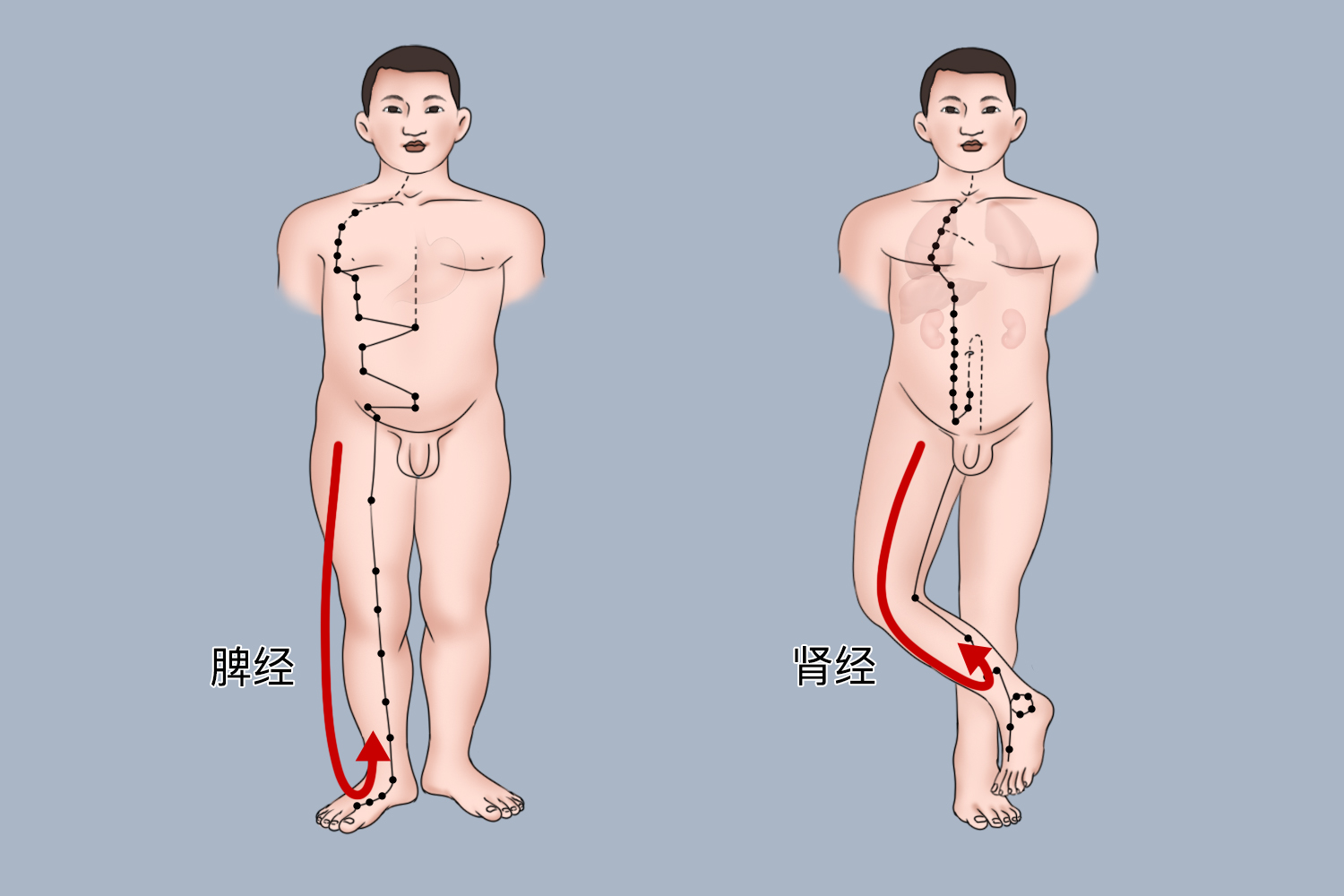 腿部经脉按摩图