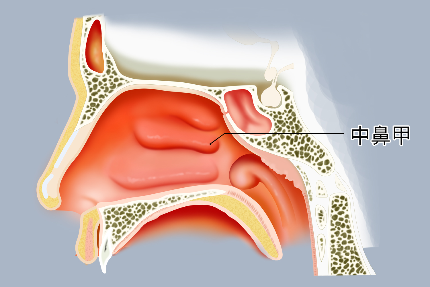 中鼻甲位置示意图
