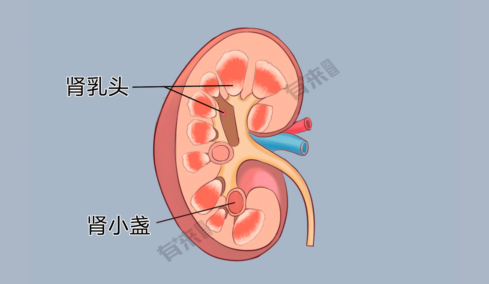 肾小盏图片