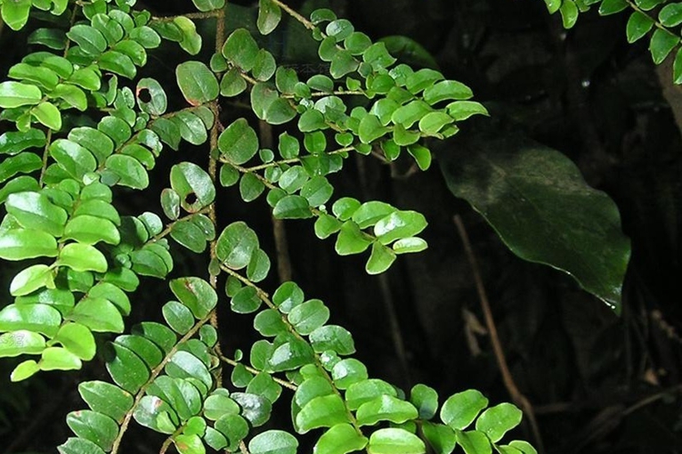 大力王植株图 大力王植株图