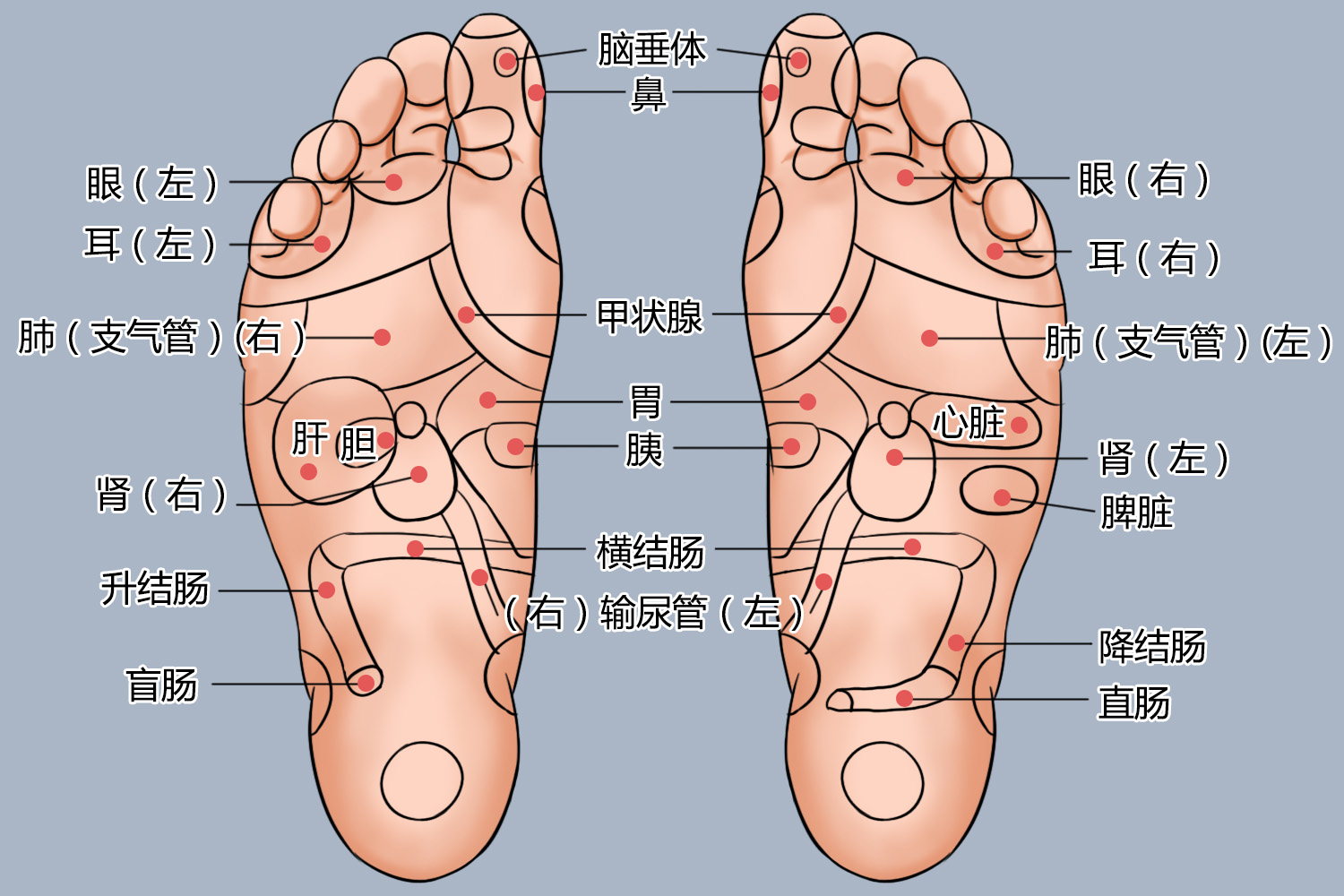 足底器官对应图