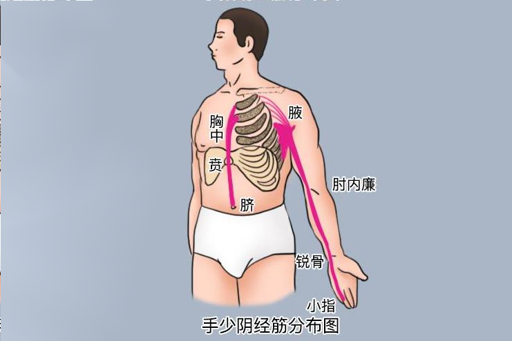 手少阴经筋分布图