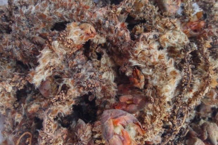 杨树花药材图 杨树花药材图