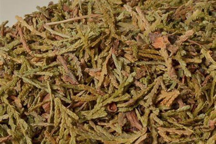 侧柏叶草药图 侧柏叶草药图