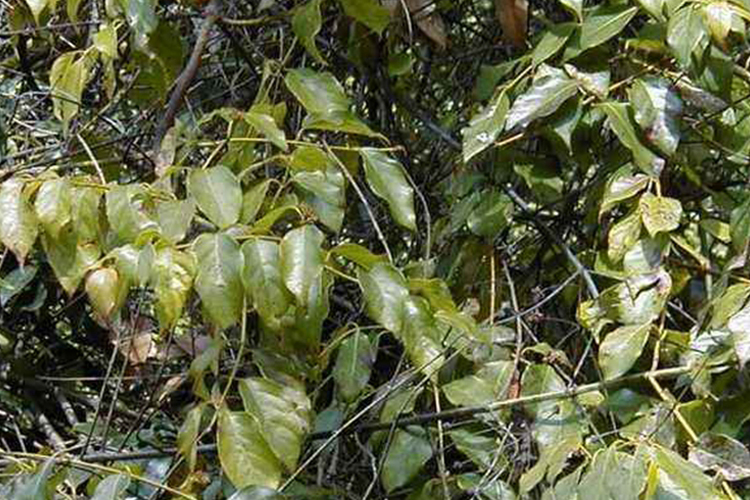 牛奶藤植物全株图