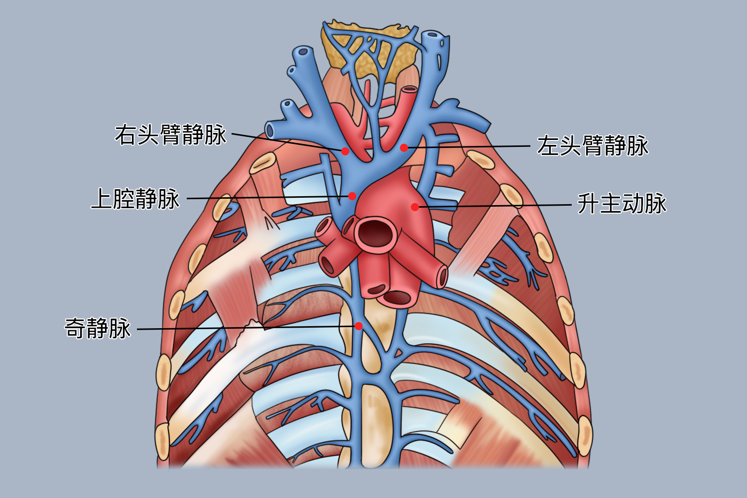 上腔静脉的解剖位置图