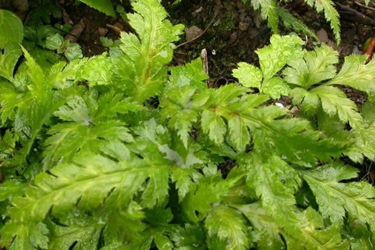 三角叶黄连植株图