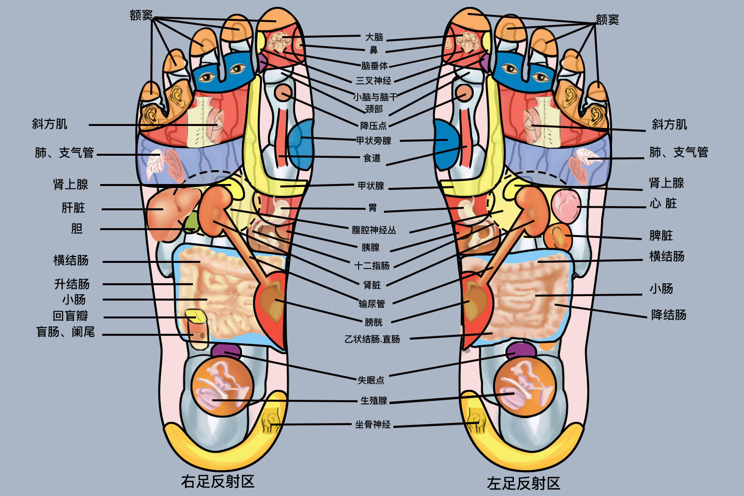 足底反射区分布图 足底反射区分布图