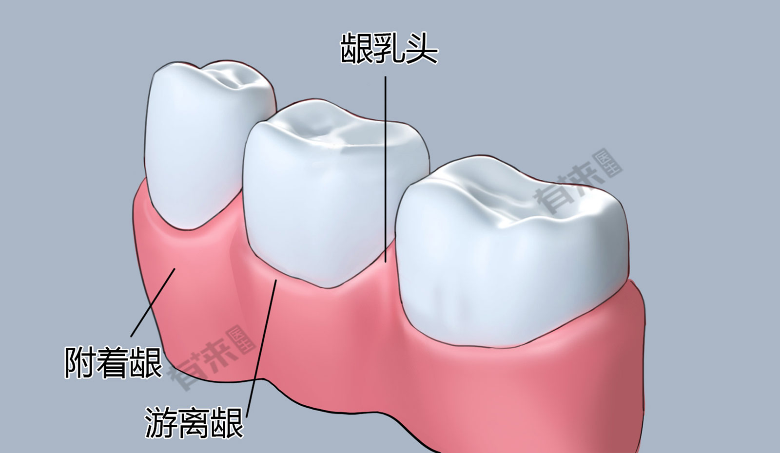 角化龈和附着龈图片图片