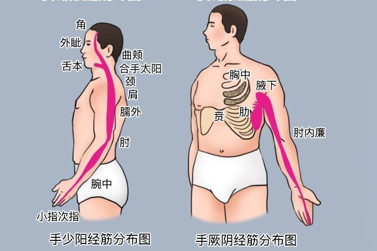 手少阳手厥阴经筋分布图