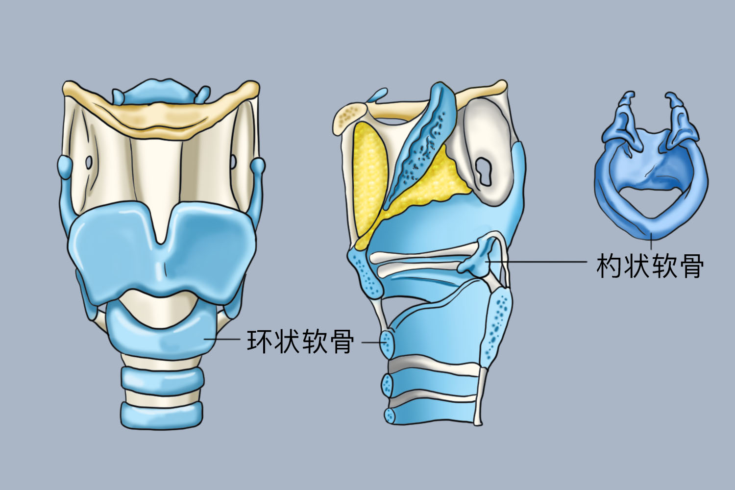 喉镜下杓状软骨位置图