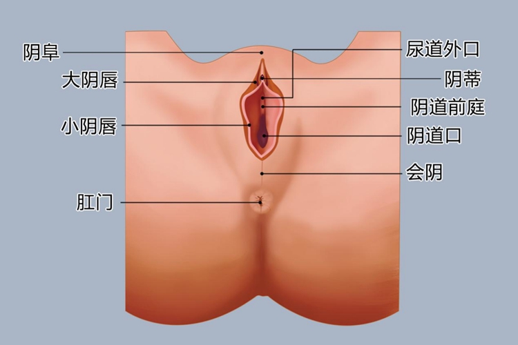 女性外阴图