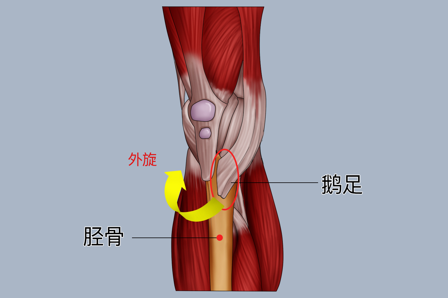 胫骨内侧鹅足腱附着点图
