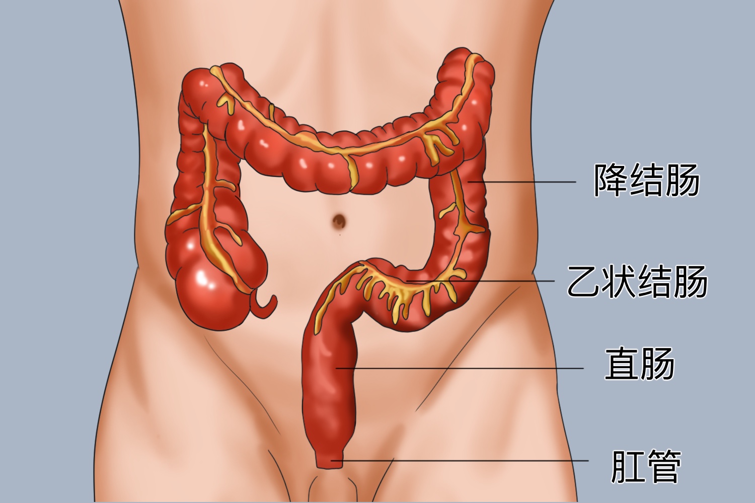 肚脐眼左边结肠位置图