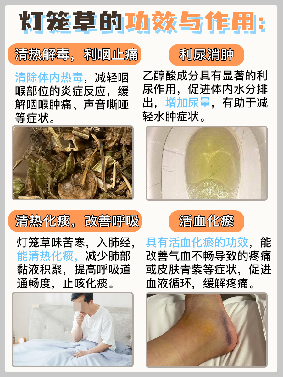 灯笼草的功效与作用，看这篇就够了！