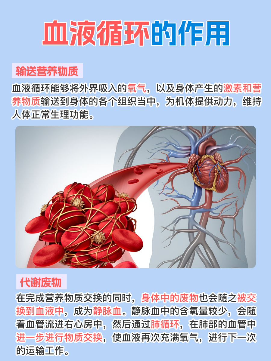 医生解答：血液循环的途径