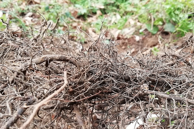 松筋草根药材图 松筋草根药材图