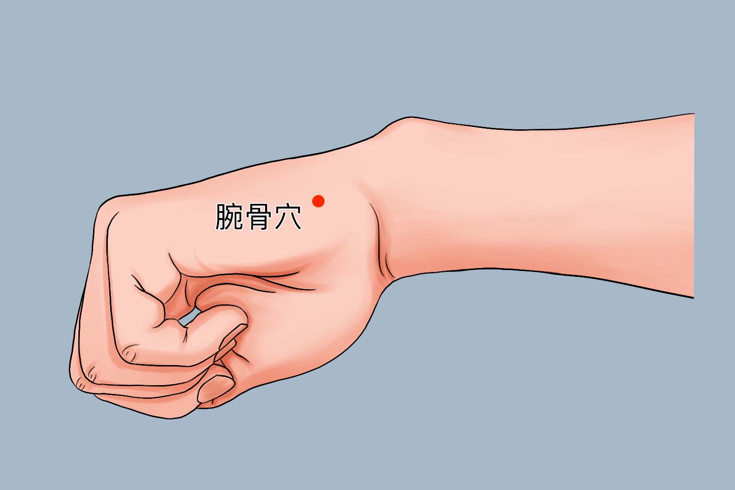 腕骨穴位置图 腕骨穴位置图