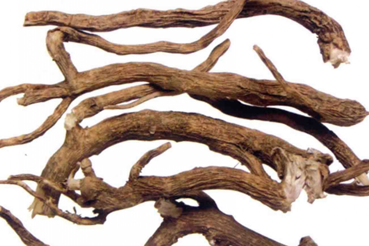 野生黄花倒水莲药材图