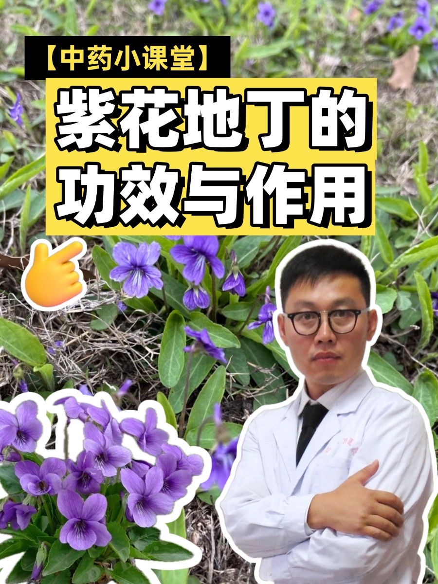 【中药小课堂】紫花地丁的功效与作用