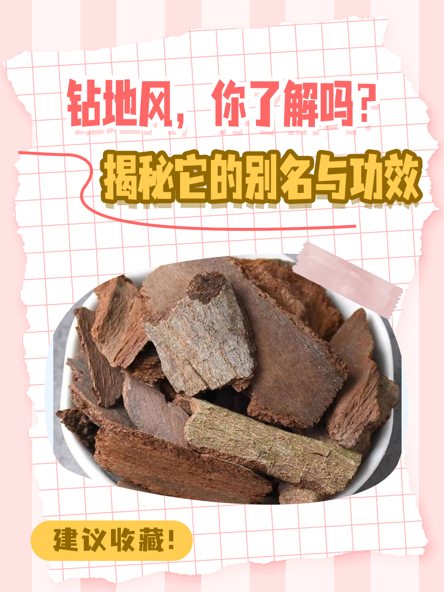 钻地风，你了解吗？揭秘它的别名与功效
