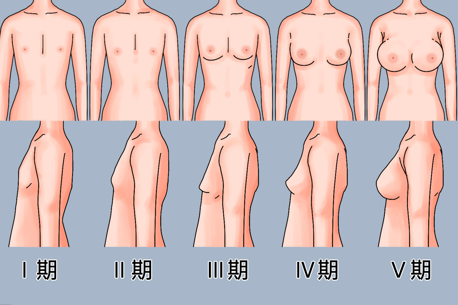 女孩胸部发育五个阶段图