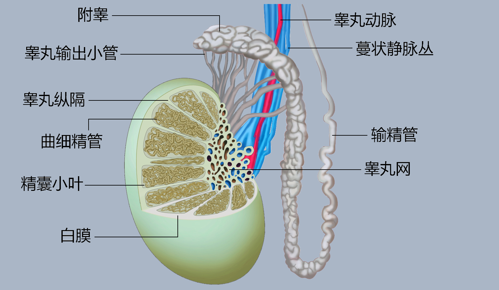 正常睾丸内部结构图 正常睾丸内部结构图
