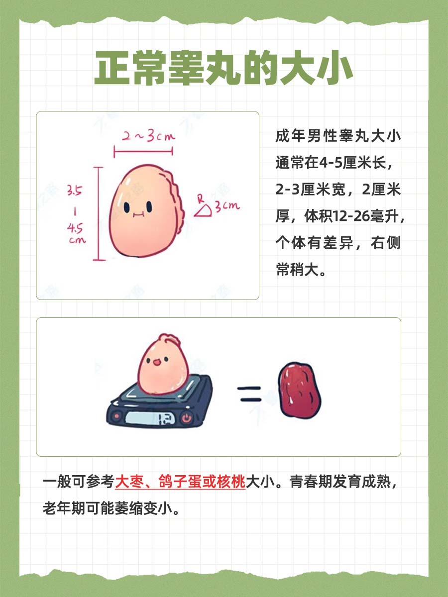 正常睾丸大小参照物