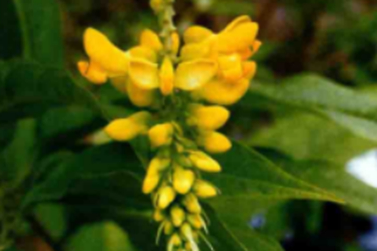 野生黄花倒水莲植株图