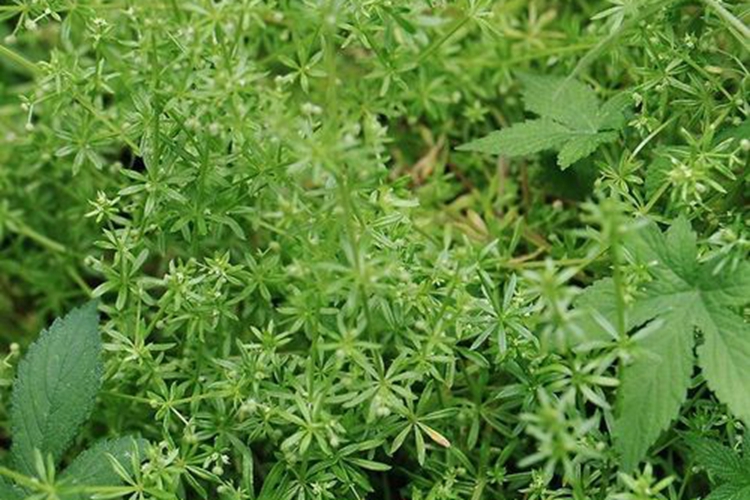 拉拉藤图（植物）