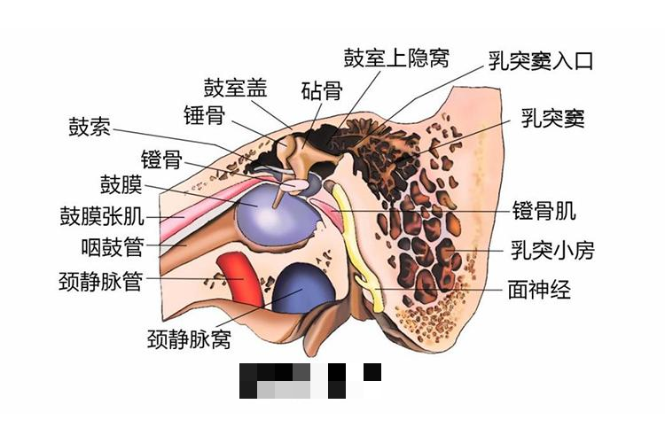 中耳结构图
