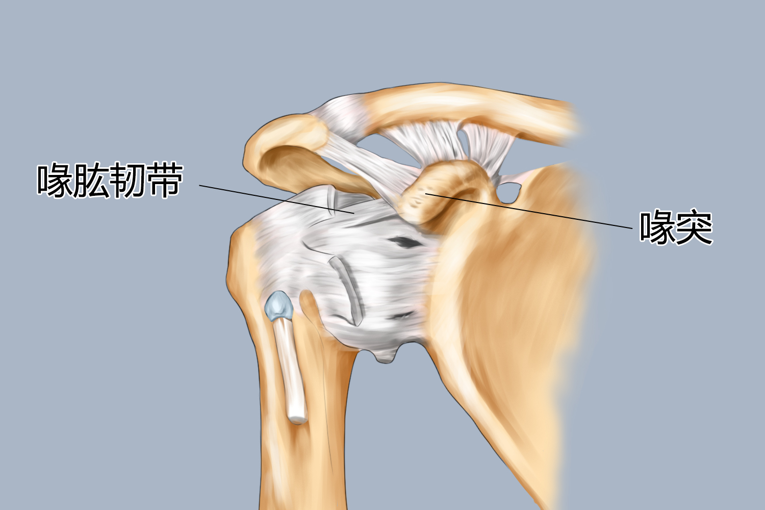 喙突、喙肱韧带示意图