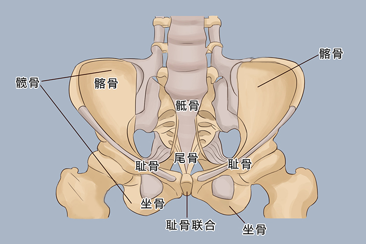 髂骨位置图