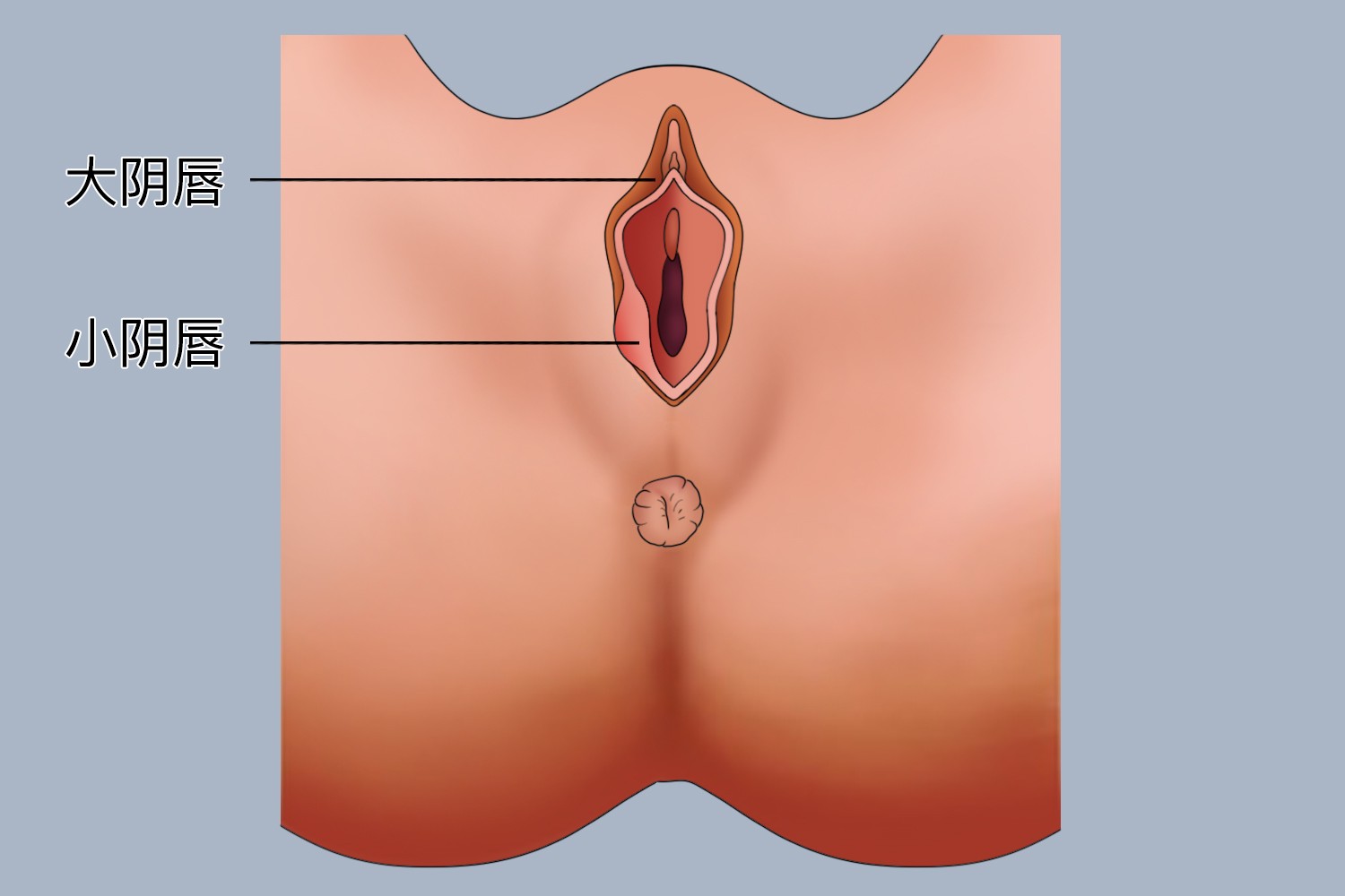 小阴唇红肿图 小阴唇红肿图