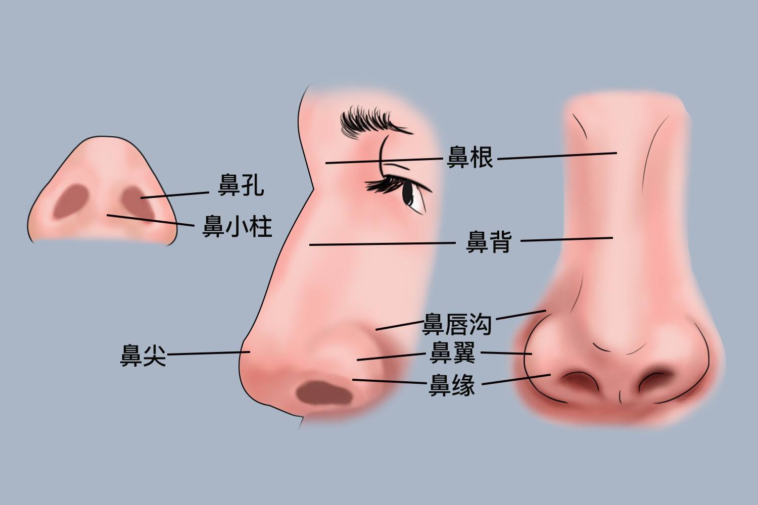 鼻部结构图 鼻部结构图