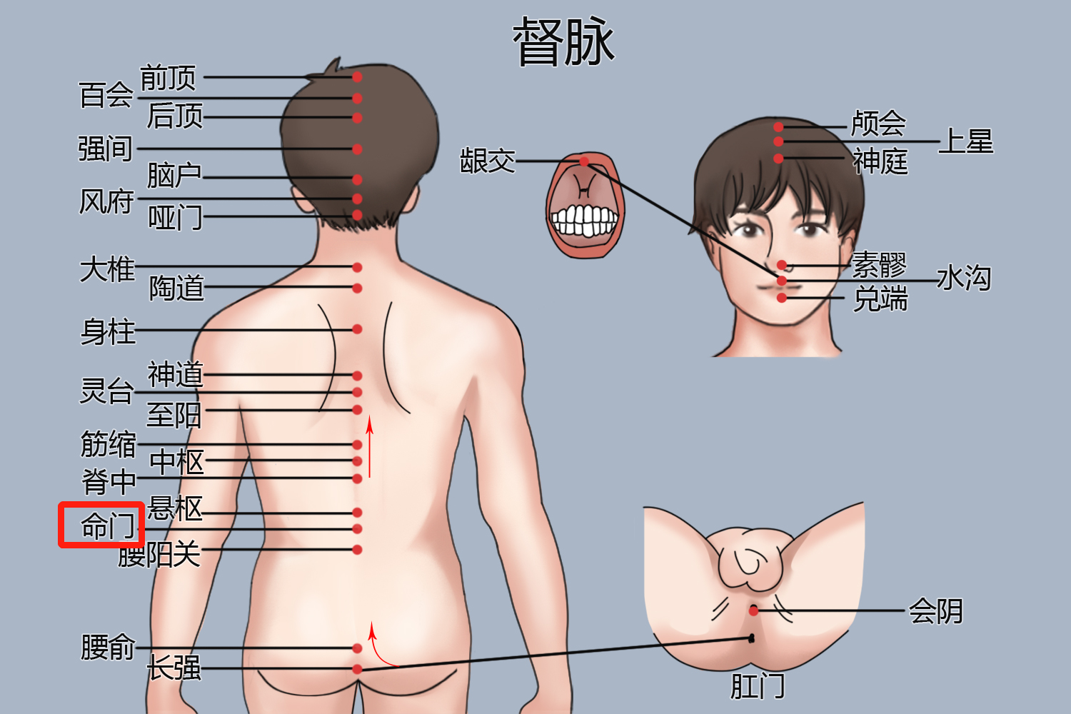 命门穴位图 命门穴位图