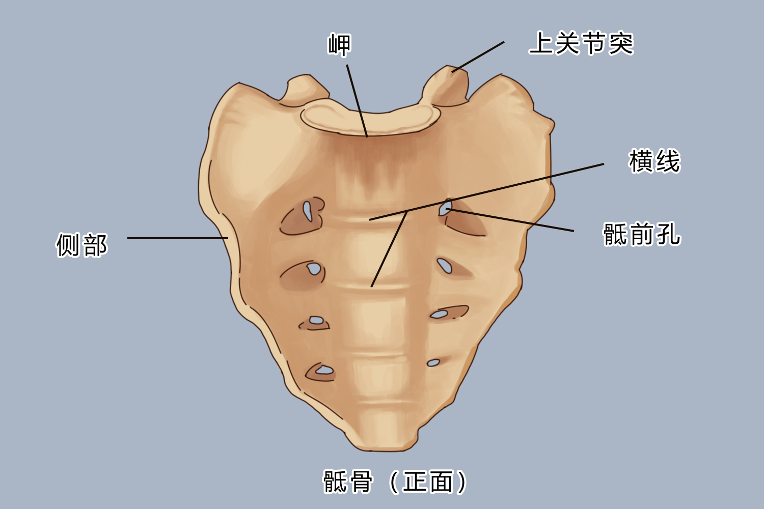 骶骨部位图图片