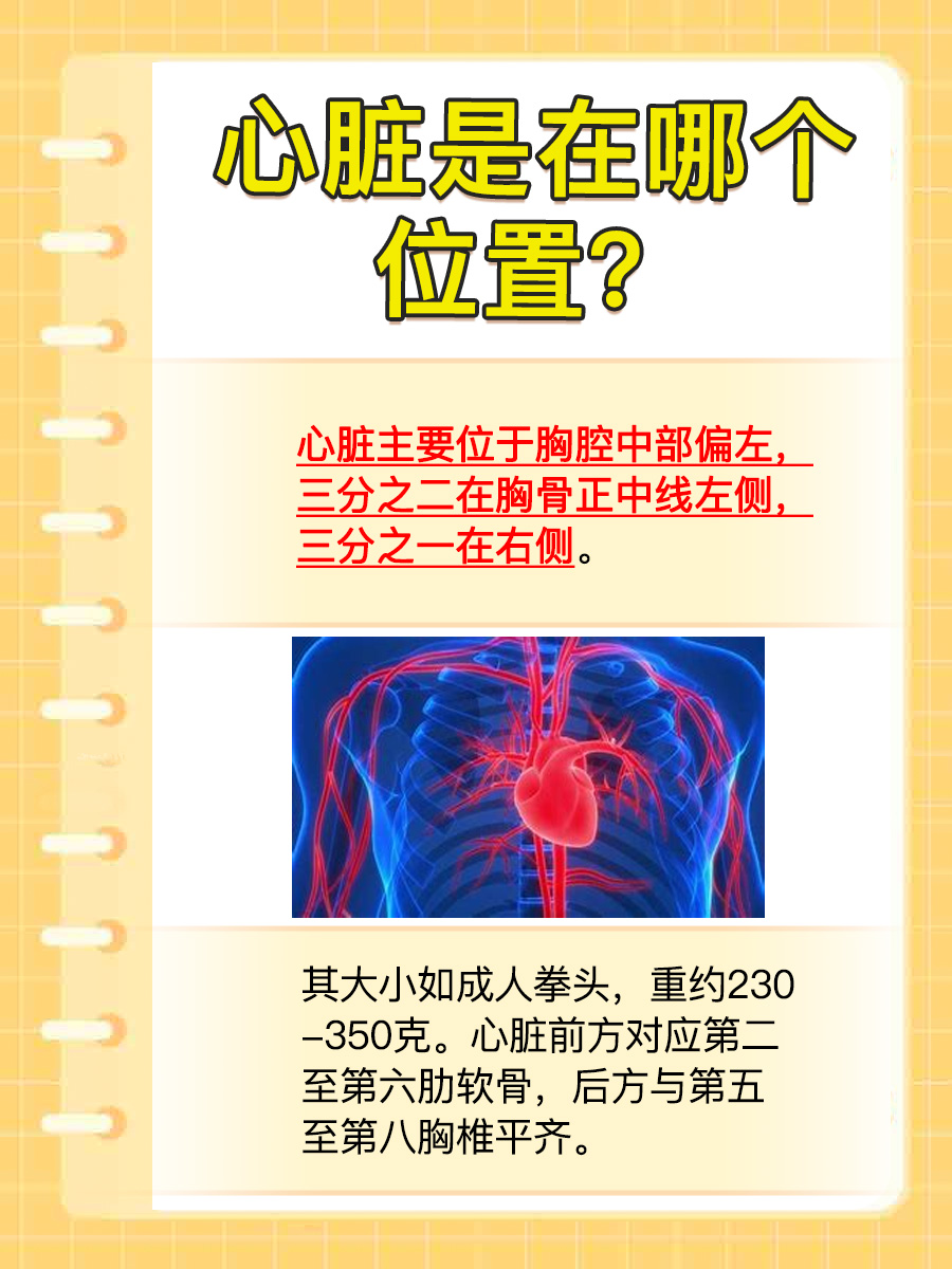心脏是在哪个位置?一文解析