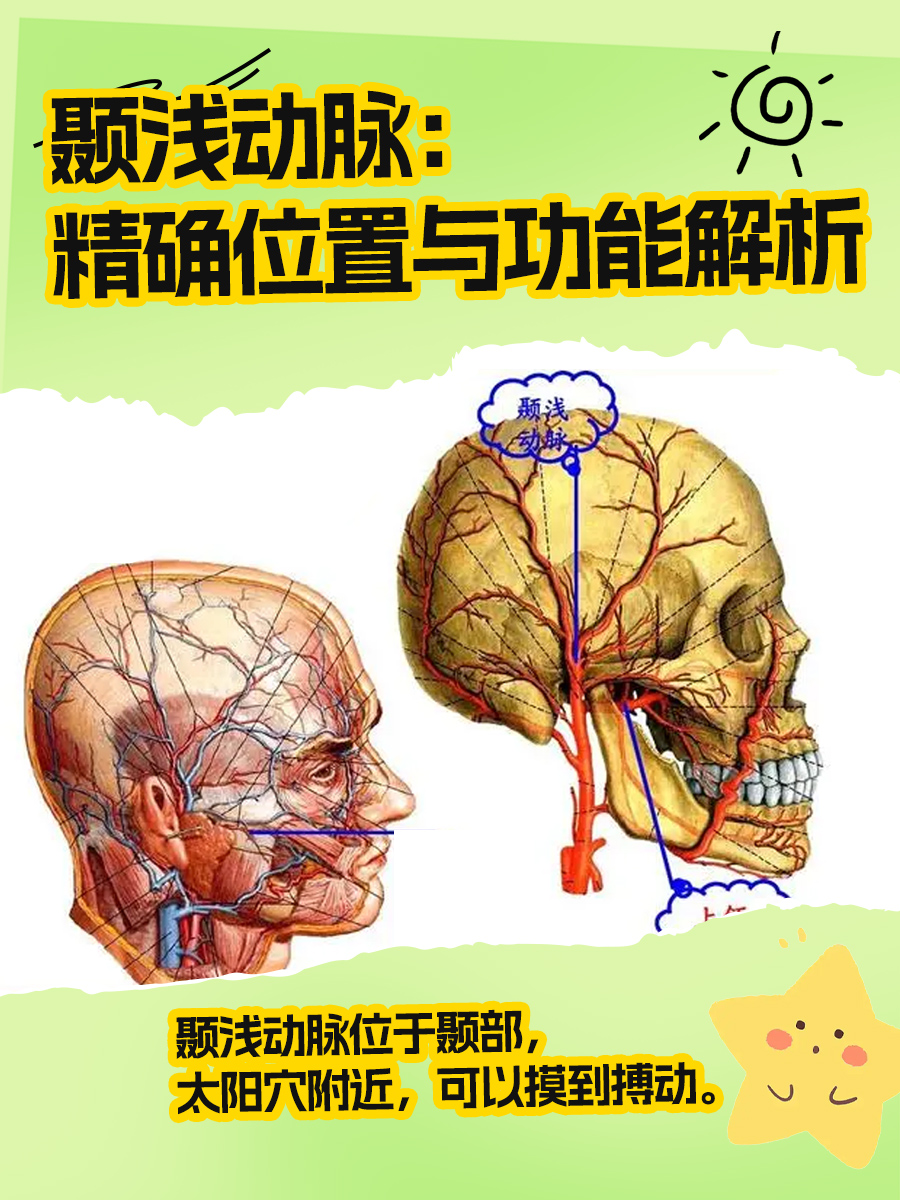 颞浅动脉:精确位置与功能解析