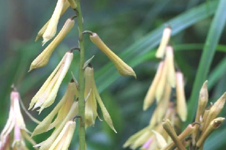 山慈菇植株图 山慈菇植株图