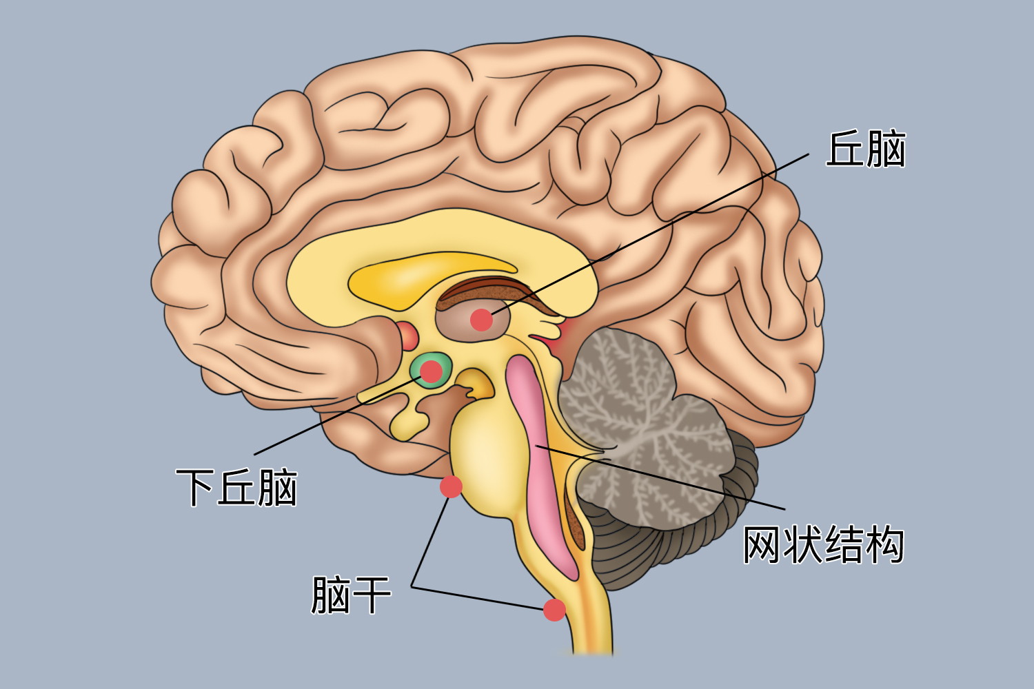 下丘脑和垂体的结构图图片