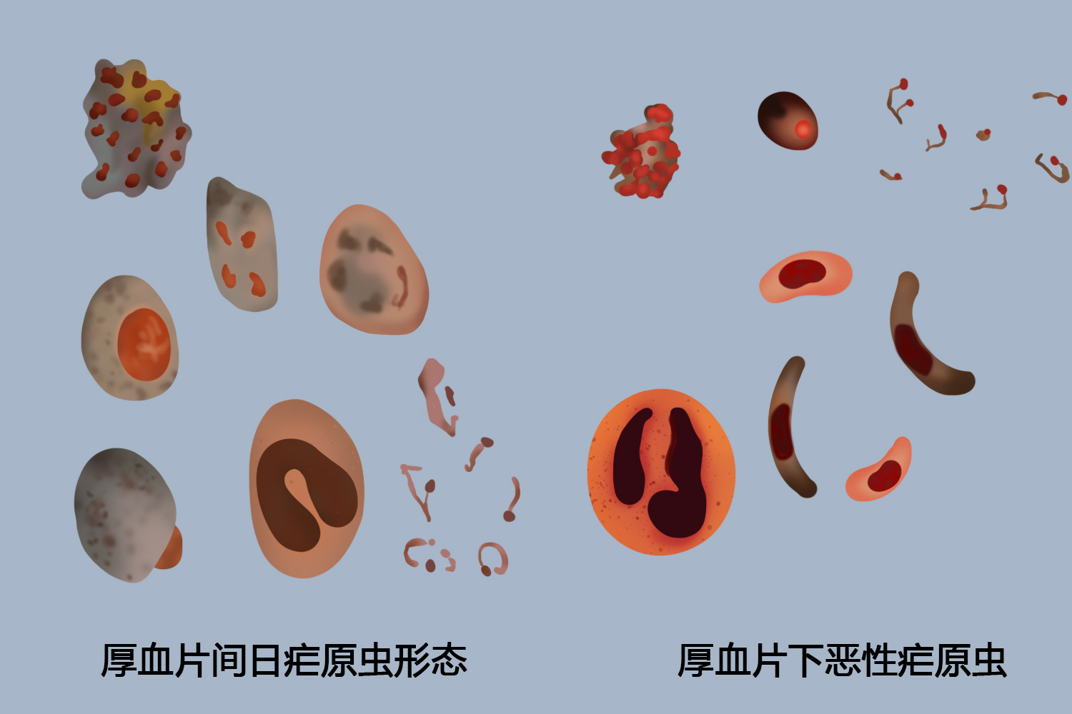 厚血膜疟原虫形态图