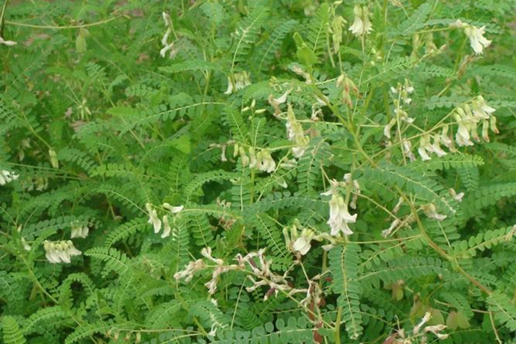 蒙古黄芪植株图