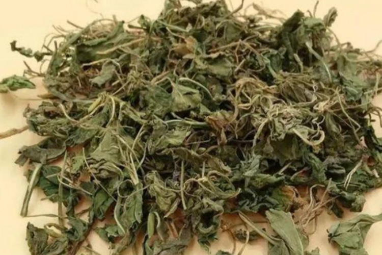 中药紫花地丁图 中药紫花地丁图