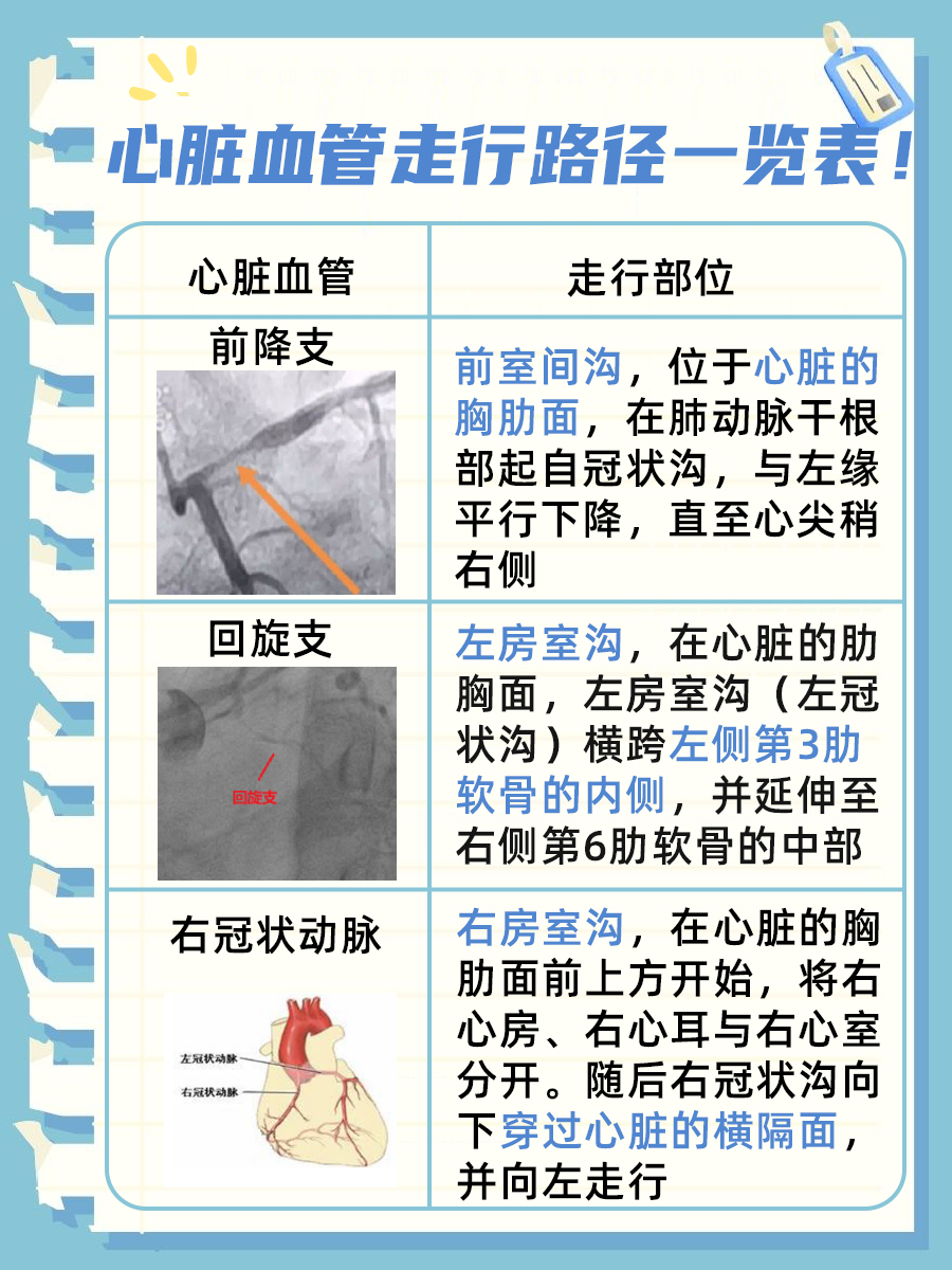心脏血管揭秘：前降支走行路径