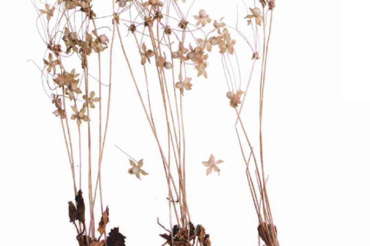 喉咙草药材图（全草）