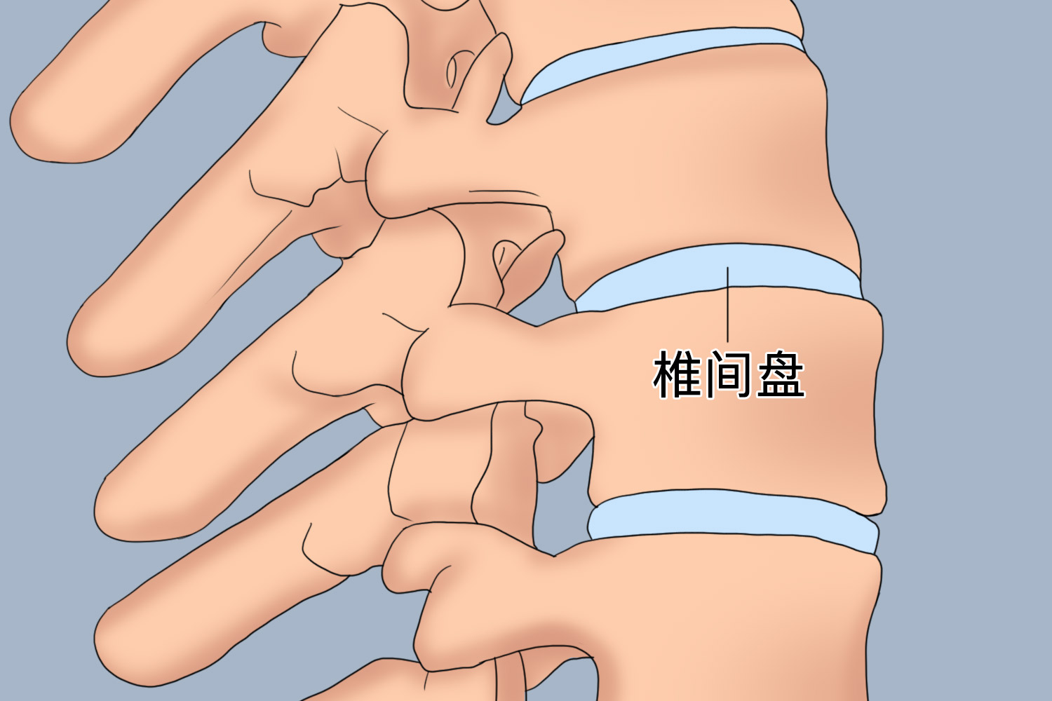 腰椎间盘位置图